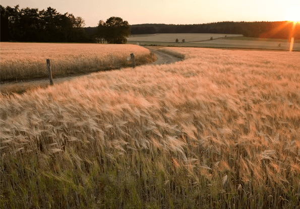 Top 5 losloopgebieden gelderland welkoop